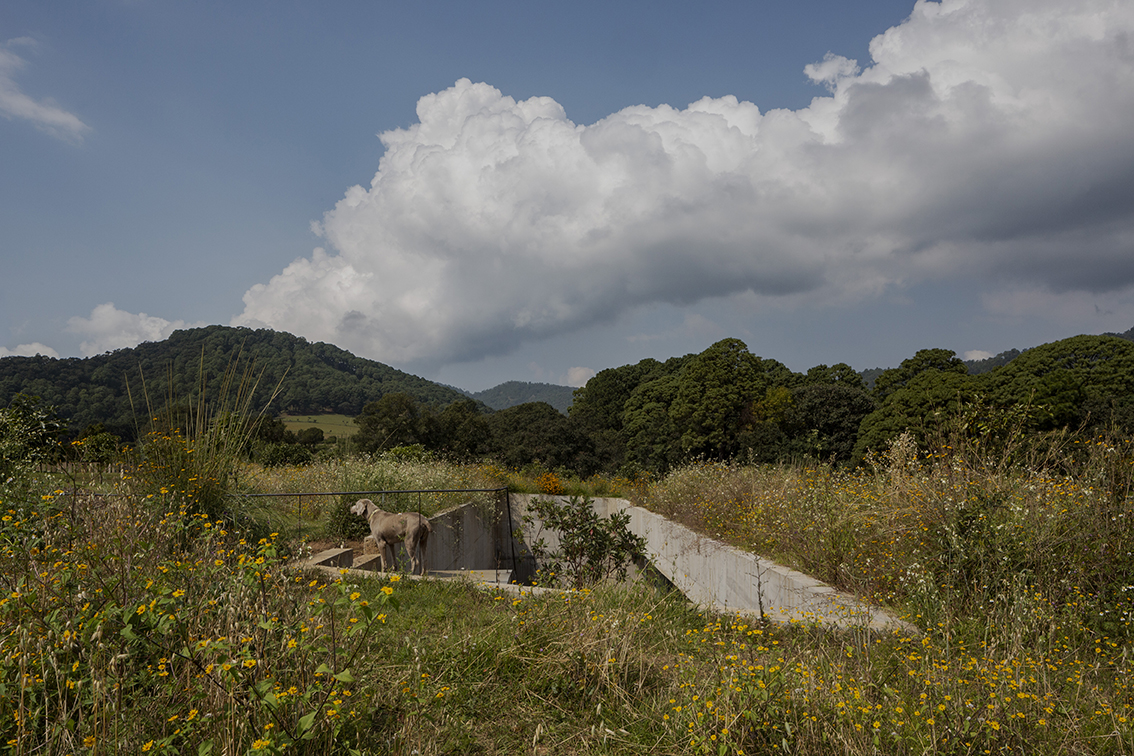 Archisearch Avocado House by FRANCISCO PARDO ARQUITECTO: a hidden retreat immersed in the Mexican forest