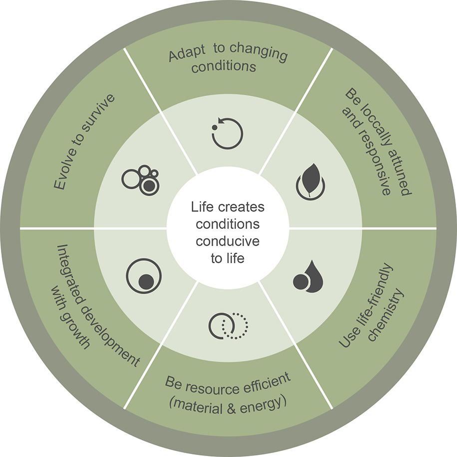 Archisearch “Naturalizing” Architecture: Biomimetic approaches to architectural design | Diploma Research Thesis by Athanasia Kloura and Emmanouela Myrtaki