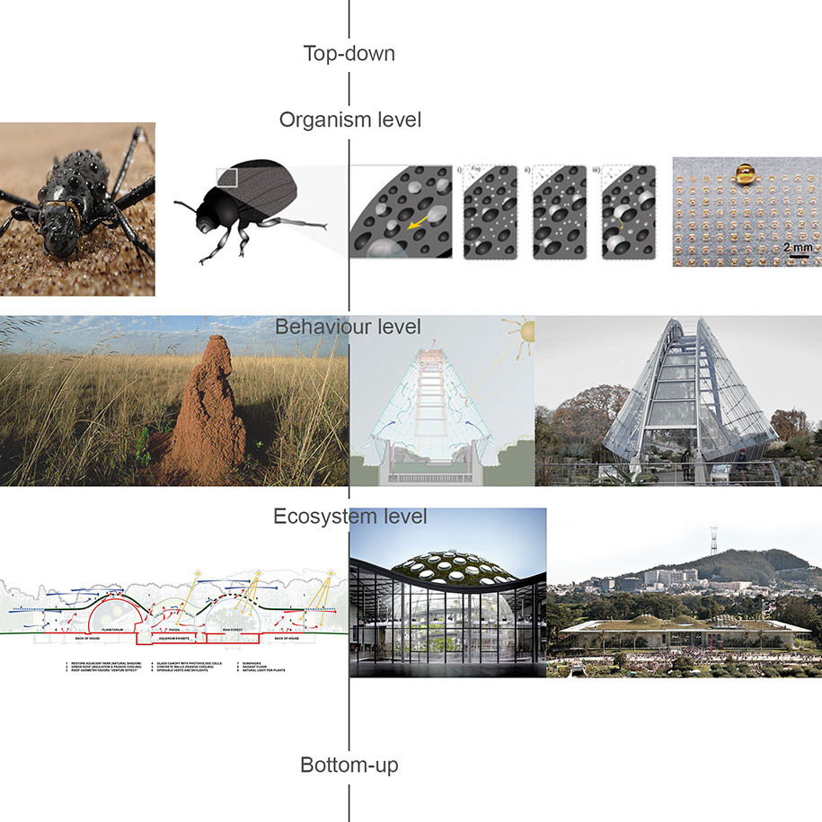Archisearch “Naturalizing” Architecture: Biomimetic approaches to architectural design | Diploma Research Thesis by Athanasia Kloura and Emmanouela Myrtaki