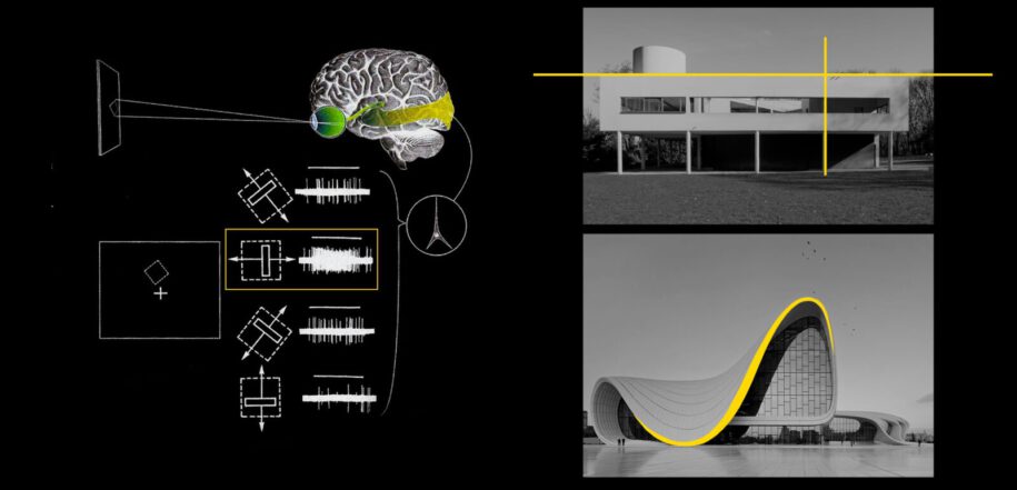 Archisearch Architecture and Neuroscience: Correlations between brain structure and multisensory experience | Research thesis by Nastazia Avgoustidou