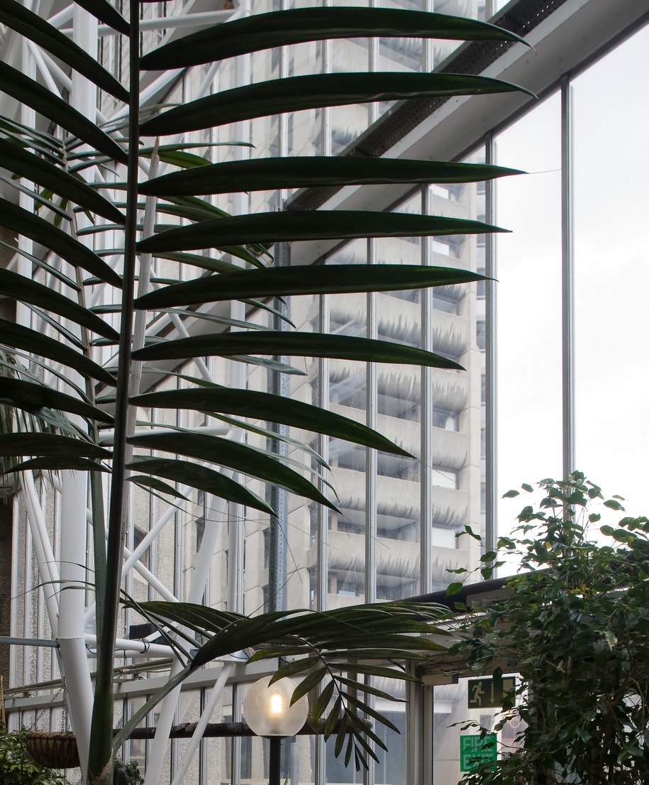 Archisearch The Exotic Brutalism of the Barbican Conservatory Depicted by Luke Hayes