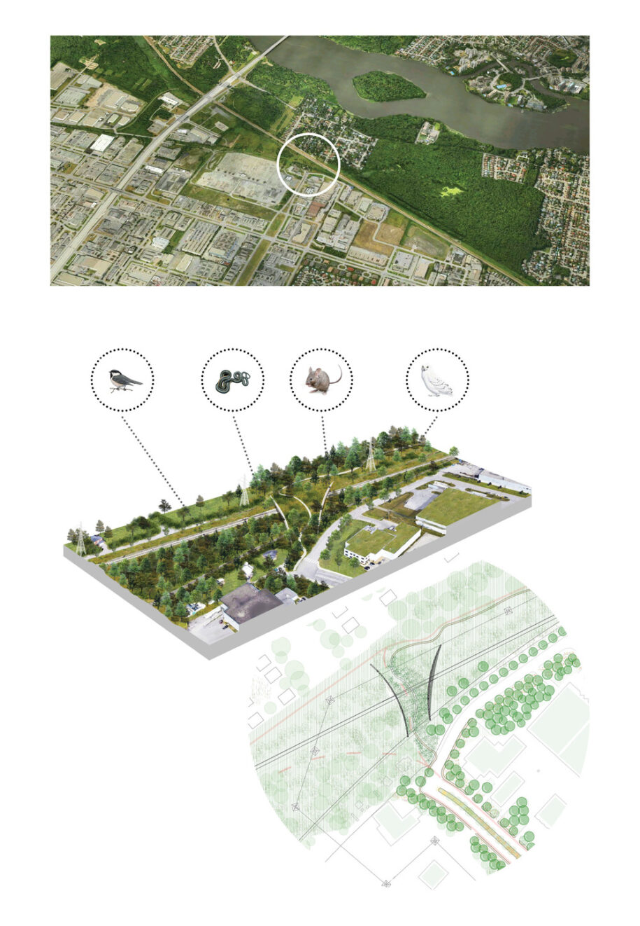 Archisearch Biodiversity Corridor: a diversified urban landscape reconnecting all living beings in Montréal, Canada by civiliti, LAND Italia, Table Architecture & Biodiversité Conseil