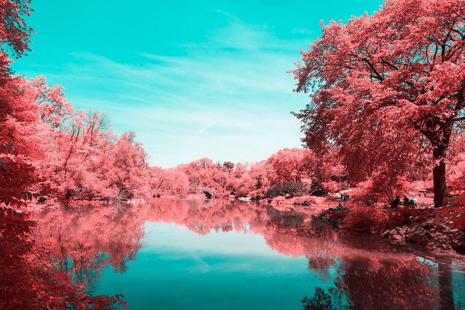 Paolo Pettigiani, infrared, New York, NYC, Central Park, photography, pink, nature