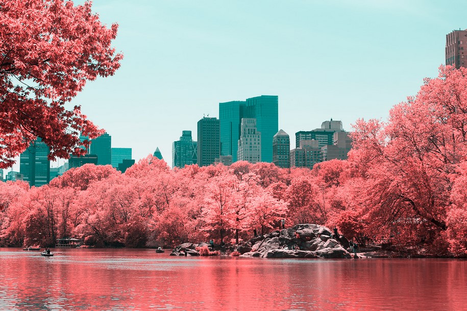 Paolo Pettigiani, infrared, New York, NYC, Central Park, photography, pink, nature