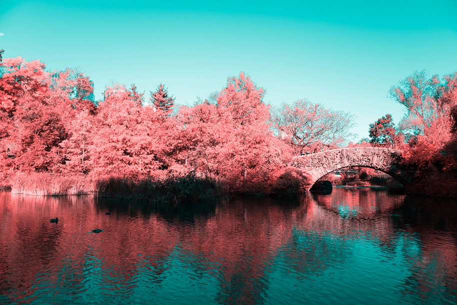 Paolo Pettigiani, infrared, New York, NYC, Central Park, photography, pink, nature