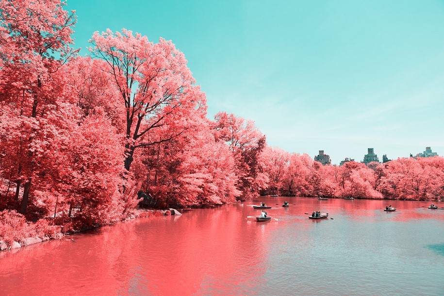 Paolo Pettigiani, infrared, New York, NYC, Central Park, photography, pink, nature