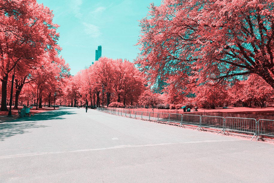 Paolo Pettigiani, infrared, New York, NYC, Central Park, photography, pink, nature