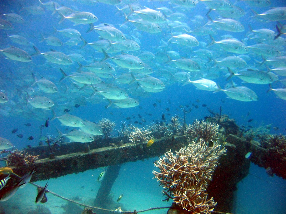 Archisearch Concrete Substrates for Accelerated Coral Restoration in Philippines