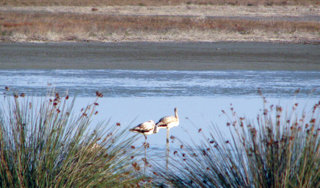 Archisearch - Agios Mamas: transformations and narrations of a lagoon | Diploma thesis by Maria Papachristodoulou