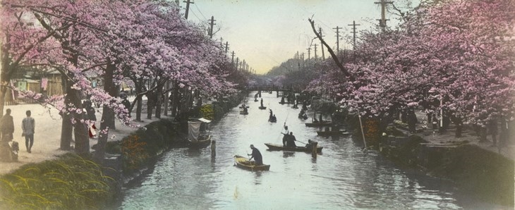 Archisearch - Fotograf unbekannt Kirschblüte am Edo in Tōkyō um 1910 Salzpapier, koloriert, 12,0 x 29,4 cm (c) Staatliche Museen zu Berlin, Ethnologisches Museum