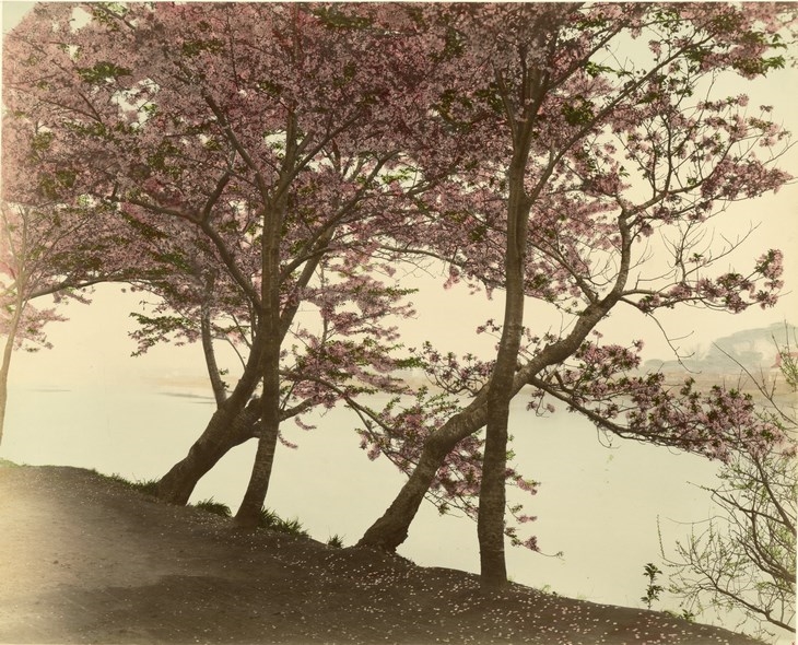 Archisearch - PALE PINK & LIGHT BLUE / JAPANESE PHOTOGRAPHY FROM THE MEIJI PERIOD (1868-1912) / STAATLICHE MUSEEN ZU BERLIN