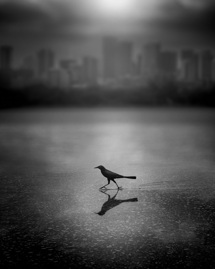 Archisearch - Urban Flyer - North Shore Park, St. Petersburg, Florida (c) Dennis Ramos