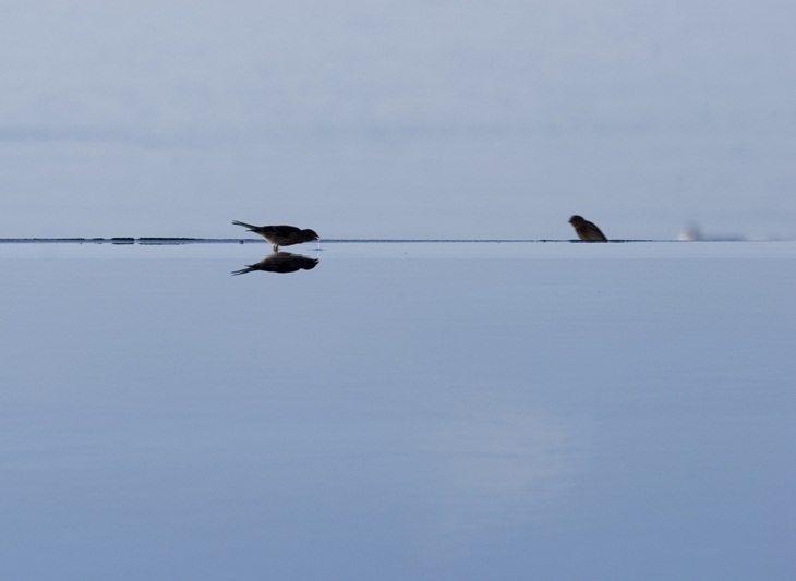 Archisearch - BIRDS ON POOL Art Photography | Photography Louisa Nikolaidou