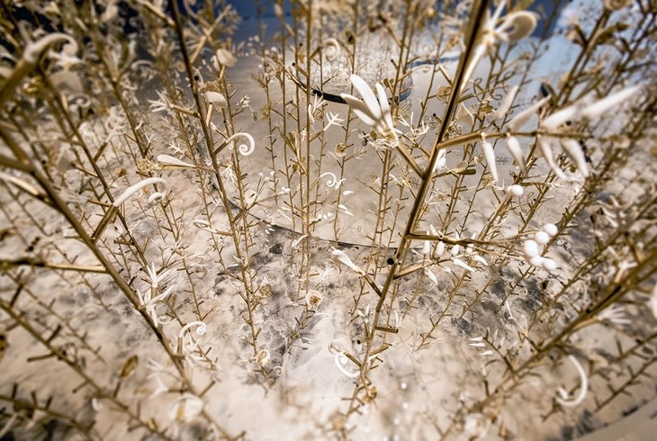 Archisearch THE FROZEN BEAUTY OF THE HANGING GARDEN / AN INSTALLATION BY KRIS RUHS