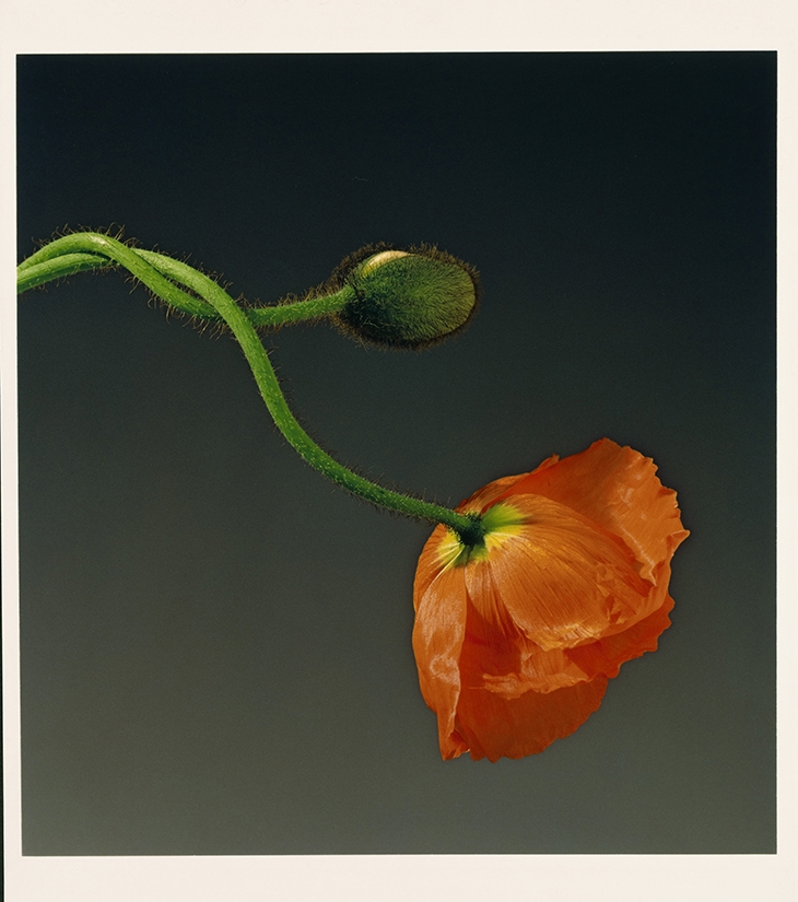 Archisearch - Robert Mapplethorpe, Poppy, 1988, The J. Paul Getty Museum, Los Angeles, Jointly acquired by The J. Paul Getty Trust and the Los Angeles County Museum of Art. Partial gift of The Robert Mapplethorpe Foundation; partial purchase with funds provided by The J. Paul Getty Trust and the David Geffen Foundation, (c) Robert Mapplethorpe Foundation