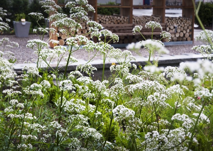 Archisearch THORBJÖRN ANDERSSON COLLABORATES WITH SWECO ARCHITECTS AND DESIGN THE PHYSIC GARDEN AT THE NOVARTIS CAMPUS IN SWITZERLAND