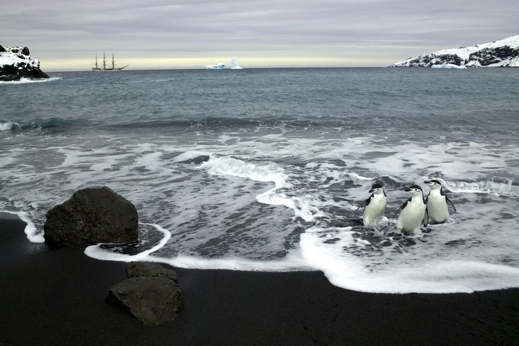 Archisearch - Antarctica (c) René Koster